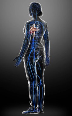 3D, kadın damar anatomisini tıbben doğru gösteriyor.