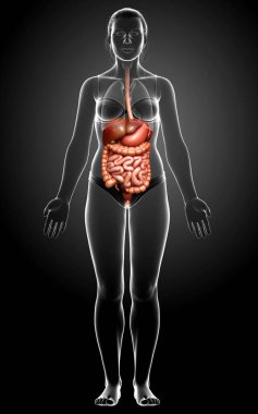 3D, kadınların sindirim sisteminin tıbben doğru bir gösterimi.