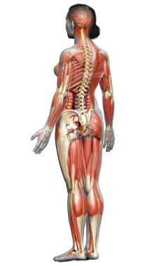 3D, tıbbi olarak kadın anatomisini doğruluyor.