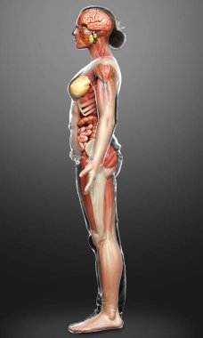 3D, tıbbi olarak kadın anatomisini doğruluyor.