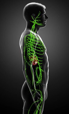 3D, erkek lenf sisteminin tıbben doğru bir çizimi.