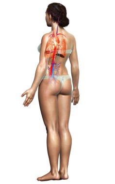 3 boyutlu, tıbbi olarak kadın akciğer anatomisini gösteriyor.