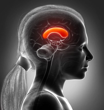 3D, genç bir kızın beyin anatomisini tıbben doğru göstermiştir.