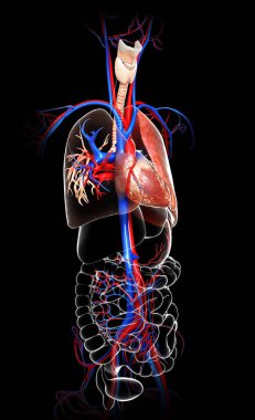 3D üretilmiş, akciğer anatomisinin tıbben doğru bir örneği.