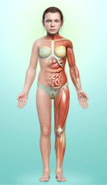 Genç kız anatomisini tıbben doğru gösteriyor.