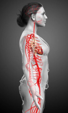 Dişi atardamarların tıbben doğru çizimi 3D