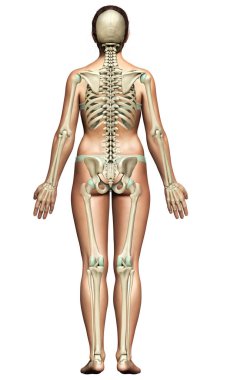 3D üretilmiş, tıbben doğru bir kadın iskelet sistemi çizimi