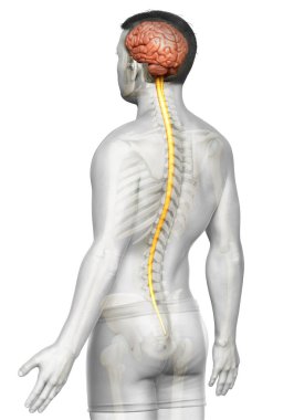 3D, bir erkek sinir sisteminin tıbbi olarak doğru bir gösterimi.