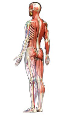 3D, tıbbi olarak erkek anatomisini doğruluyor.