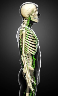 3D, erkek lenf sisteminin tıbben doğru bir çizimi.