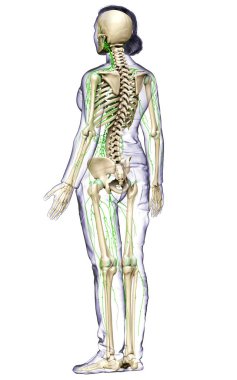 3D, tıbbi olarak bir kadın lenf sisteminin doğru bir çizimi.