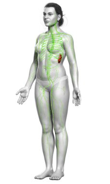 3D, tıbbi olarak bir kadın lenf sisteminin doğru bir çizimi.