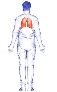 Erkek akciğer anatomisinin 3 boyutlu, tıbben doğru bir örneği.