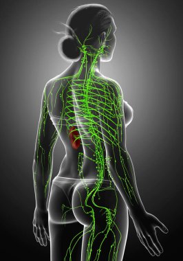 3D, tıbbi olarak bir kadın lenf sisteminin doğru bir çizimi.