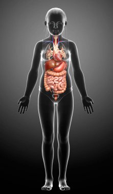 3D, genç kızın sindirim sisteminin tıbben doğru bir örneğidir.