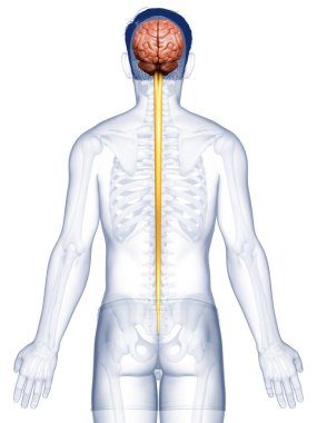 3D, bir erkek beyninin tıbben doğru bir gösterimi.