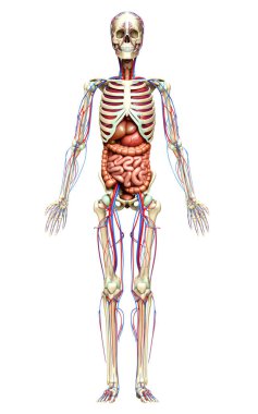 3D, erkek iç organlarının, iskeletinin ve dolaşım sisteminin tıbben doğru bir çizimi.