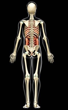 3D, erkek iç organlarının ve iskelet sisteminin tıbben doğru çizimi.