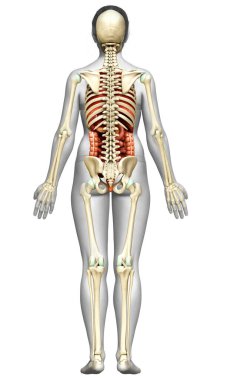 3D, kadın iç organlarının ve iskelet sisteminin tıbben doğru bir gösterimi.
