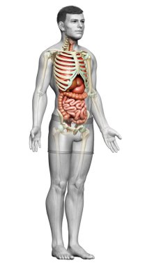 3D, erkek iç organlarının ve iskelet sisteminin tıbben doğru çizimi.