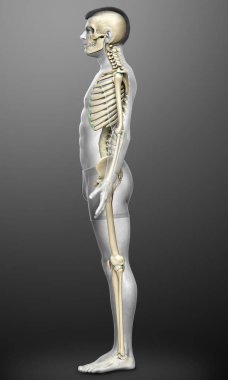 3D üretilmiş, tıbben doğru bir erkek iskelet sistemi.