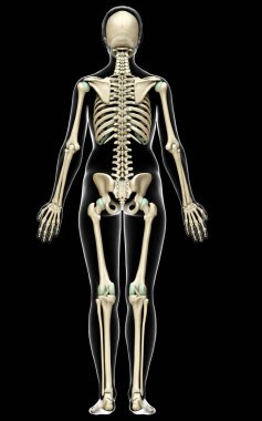 3D üretilmiş, tıbben doğru bir kadın iskelet sistemi çizimi