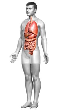 3D, erkek iç organlarının tıbben doğru çizimi. 