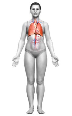 3 boyutlu, tıbbi olarak kadın akciğer anatomisini gösteriyor.