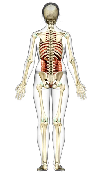 Оказана Медицинская Точная Иллюстрация Женских Внутренних Органов Скелетной Системы — стоковое фото