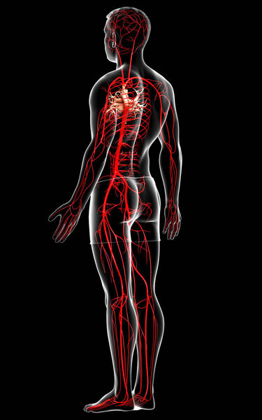 3d оказана медицинская точная иллюстрация мужских артерий
