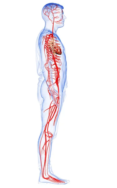 Rendered Medically Accurate Illustration Male Arteries — Stock Photo, Image