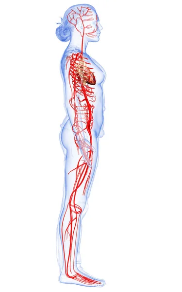 Gjorde Medicinskt Korrekt Illustration Kvinnliga Artärer — Stockfoto