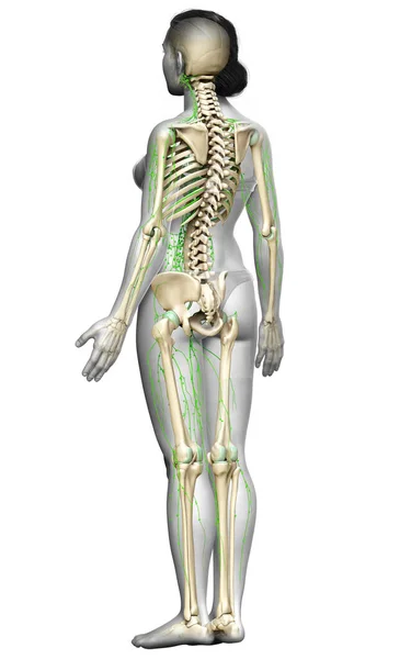 3Dは 女性リンパ系の医学的に正確なイラストをレンダリングしました — ストック写真