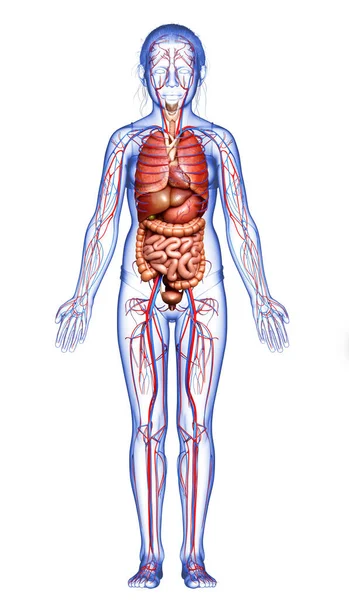 Medisch Nauwkeurige Illustratie Van Het Jonge Meisje Bloedsomloop Interne Organen — Stockfoto