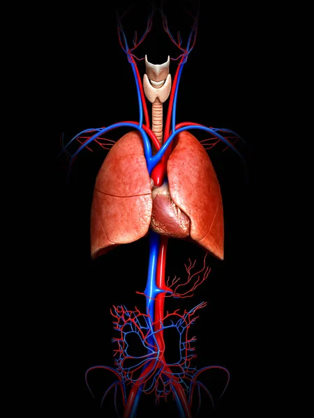 Weergegeven Medisch Nauwkeurige Illustratie Van Een Longanatomie — Stockfoto