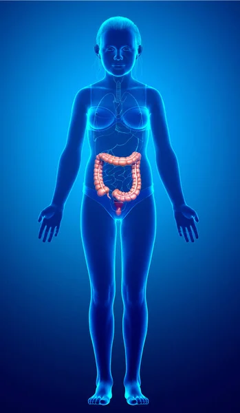 3Dレンダリング 女の子大腸の解剖学の医学的に正確なイラスト — ストック写真