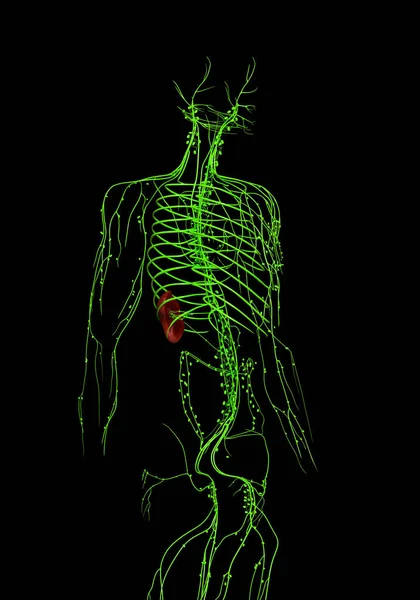 Renderizado Ilustración Médicamente Precisa Del Sistema Linfático —  Fotos de Stock