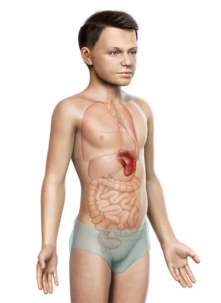 Gerenderte Medizinisch Korrekte Illustration Eines Kleinen Jungen Milz Anatom — Stockfoto