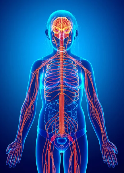 Renderowane Medycznie Dokładna Ilustracja Młodej Dziewczyny System Nerwowy — Zdjęcie stockowe