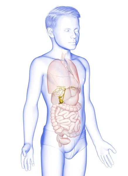 3Dは 若い男の子の臓器胆嚢解剖学の医学的に正確なイラストをレンダリング — ストック写真