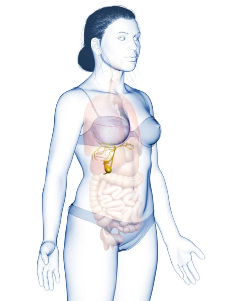 Reso Illustrazione Clinicamente Accurata Organi Femminili Anatomia Della Cistifellea — Foto Stock