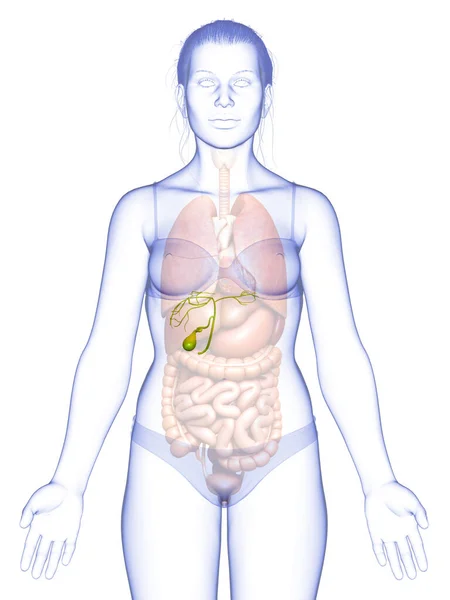 3Dは 女性の臓器胆嚢解剖学の医学的に正確なイラストをレンダリング — ストック写真