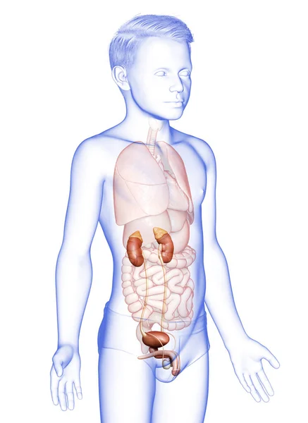 Renderowane Medycznie Dokładna Ilustracja Anatomii Młodego Chłopca Nerki — Zdjęcie stockowe