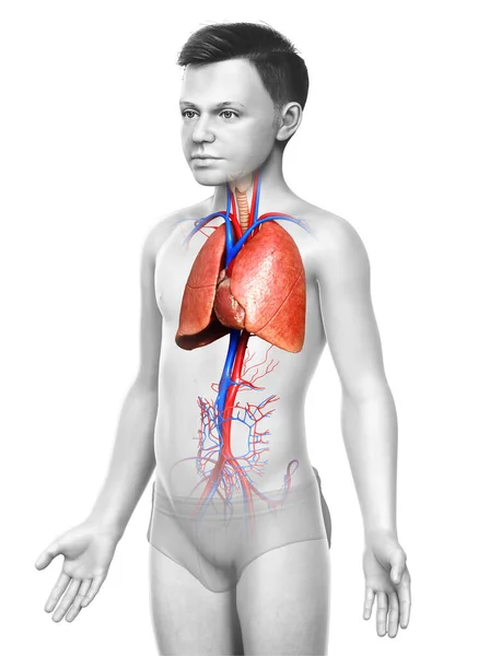 Renderizado Ilustración Médicamente Precisa Niño Joven Anatomía Pulmonar — Foto de Stock