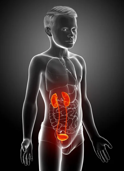 Weergegeven Medisch Nauwkeurige Illustratie Van Jonge Jongen Nieren Anatomie — Stockfoto