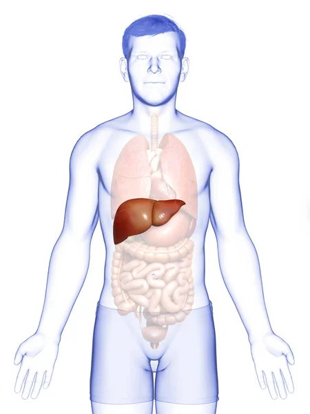 Gerenderte Medizinisch Korrekte Darstellung Der Männlichen Leberanatomie — Stockfoto