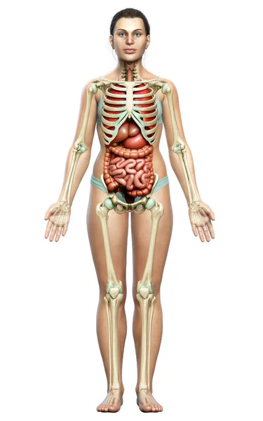 Provedená Lékařsky Přesná Ilustrace Ženských Vnitřních Orgánů Kosterního Systému — Stock fotografie