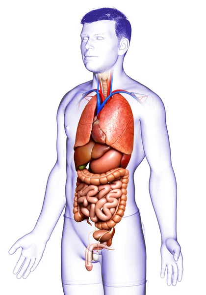 Rendu Illustration Médicalement Exacte Des Organes Internes Masculins — Photo