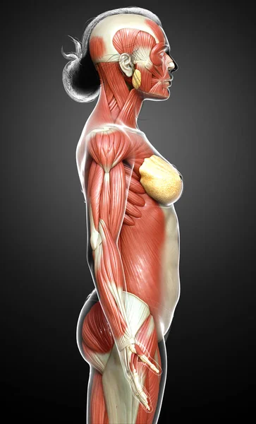 Renderizado Ilustração Medicamente Precisa Sistema Muscular Feminino — Fotografia de Stock
