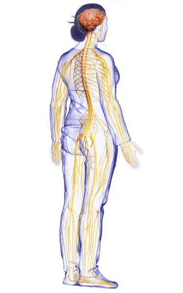 Renderizado Ilustración Médicamente Precisa Sistema Nervioso Femenino — Foto de Stock